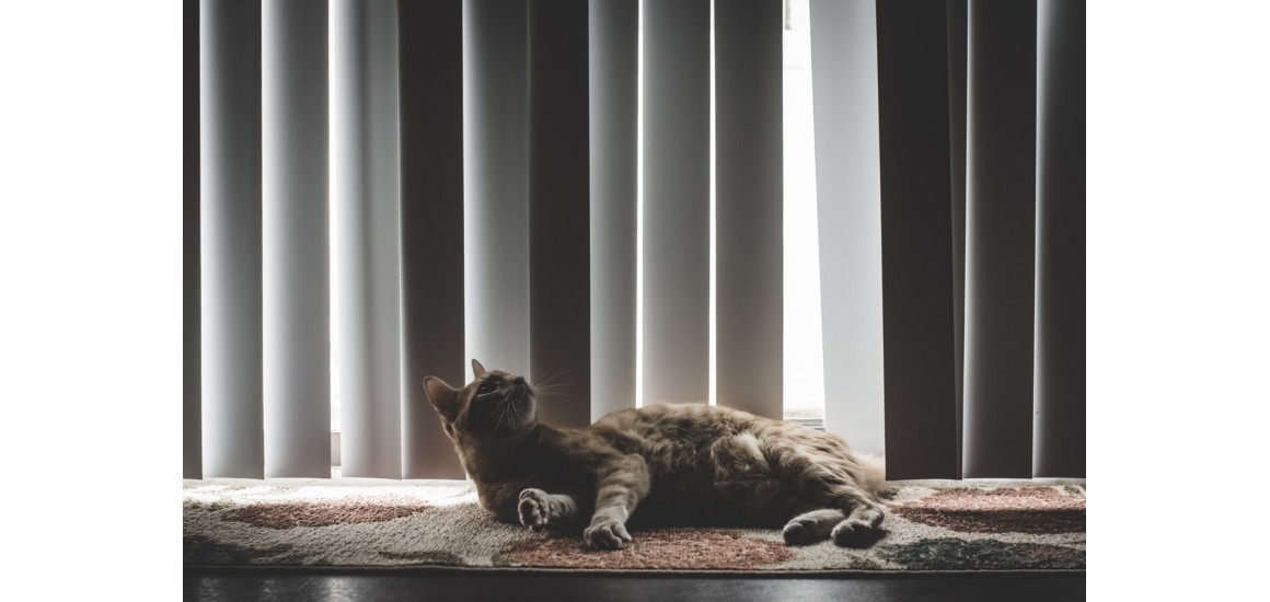 Które rolety są bezpieczne dla zwierząt?